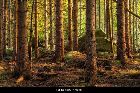 Typical spruce forest with large boulders in the last evening light, Harz National Park, near Wernigerode, Saxony-Anhalt, Germany-stock-foto