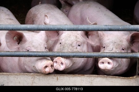 Domestic pig (Sus scrofa domesticus), pigsty, looking, Germany, Three pigs in the sty standing at the fence-stock-foto