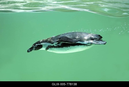 Swimming Magellanic Penguin ( Spheniscus magellanicus)-stock-foto