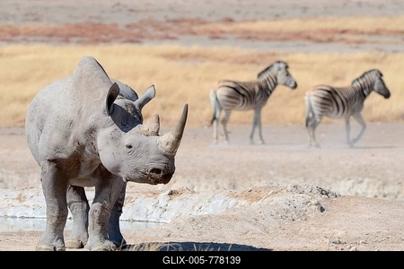 Black Rhinoceros (Diceros bicornis), male, and Burchell's Zebras (Equus burchelli), at waterhole, Etosha National Park, Namibia-stock-foto