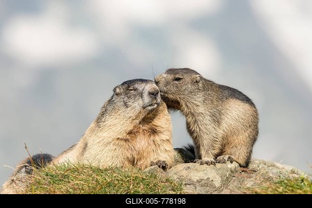 Two alpine marmots (Marmota marmota), mother with pup, High Tauern National Park, Carinthia, Austria-stock-foto
