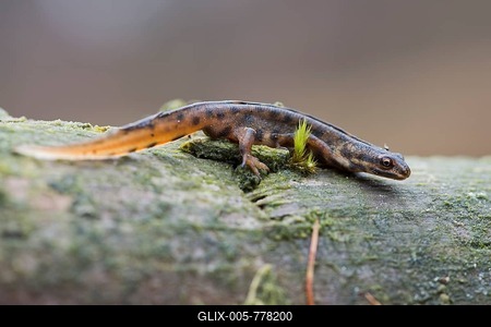 Common newt (Lissotriton vulgaris), sits on deadwood, Emsland, Lower Saxony, Germany-stock-foto
