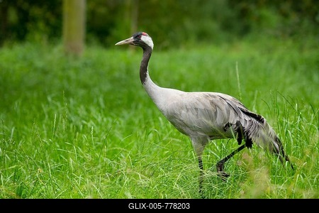 Gray common crane (Grus grus), adult, Lower Saxony, Germany-stock-foto