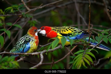 Eastern rosella (Platycercus eximius), male billing with female, captive, Germany-stock-foto