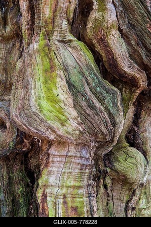 Adulterated trunk of an old beech tree ( Fagus sylvatica) , deadwood, jungle Baumweg, Lower Saxony State Forests, Oldenburger Münsterland, Emstek, Lower Saxony, Germany-stock-foto