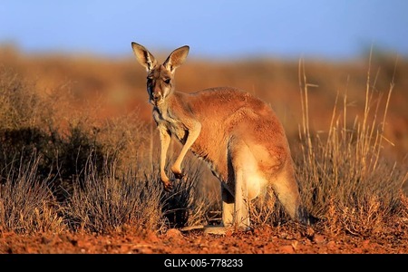 Red kangaroo (Macropus rufus), adult watchful, Sturt National Park, New South Wales, Australia-stock-foto
