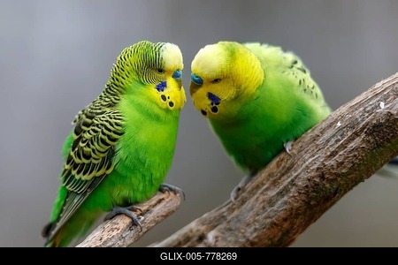 Two green Budgies (Melopsittacus undulatus) sitting on a branch, captive, Germany-stock-foto