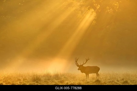 Enormous Red deer (Cervus elaphus), Sunrise with sunrays in early fog, Jägersborg, Denmark-stock-foto