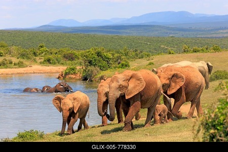 African Elephants (Loxodonta africana), group with young animals, at the water, Addo Elephant National Park, Eastern Cape, South Africa-stock-foto