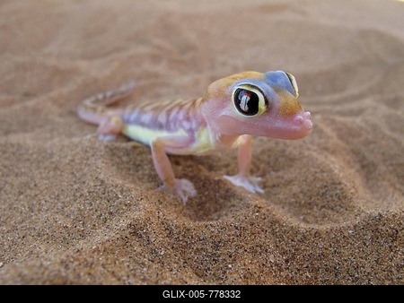 Namib Dune Gecko or Palmatogecko (Pachydactylus rangei). Namib Desert near Swakopmund, Namibia, Africa-stock-foto