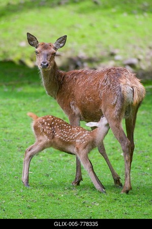 Red Deer (Cervus elaphus), hind suckling a fawn on a meadow, captive, Thuringia, Germany-stock-foto