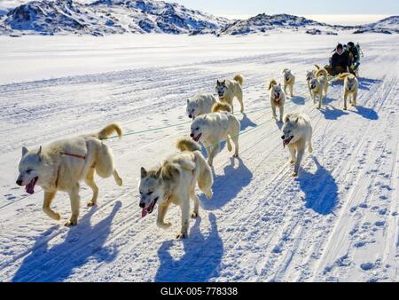 Inuit with his dog sled team, Tasiilaq, Ammassalik Island, Kommuneqarfik Sermersooq, East Greenland, Greenland-stock-foto