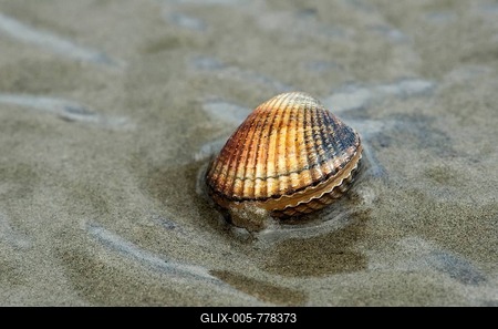 Common cockle (Cerastoderma edule) in shallow water on sand, Wadden Sea, Schleswig-Holstein, Germany-stock-foto