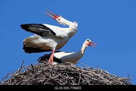 White storks (Ciconia ciconia), breeding pair in nest clatters in greeting, stork village Rühstädt, Brandenburg, Germany-stock-foto