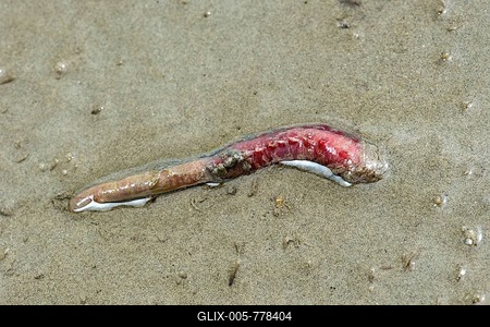 Lugworm (Arenicola marina) digs into the sand, Wadden Sea, Schleswig-Holstein, Germany-stock-foto