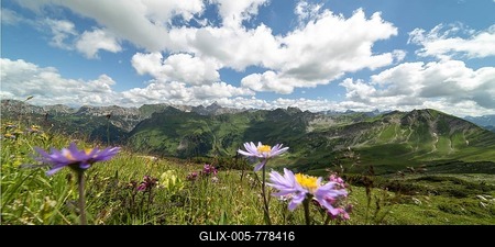 Mountain panorama with blooming alpine aster (Aster alpinus) from the Koblat-Höhenweg on the Nebelhorn over the Obertal with lush green alpine meadows to the Hochvogel and Rosszahn group with the Hochvogel, 2592m, Allgäu Alps, Allgäu, Bavaria, Germany-stock-foto