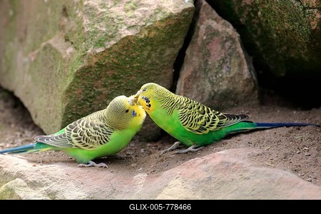 Budgies (Melopsittacus undulatus), two animals billing, social behavior, Australia-stock-foto