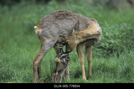 European Roe Deer (Capreolus capreolus) nursing young, fawn-stock-foto