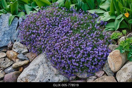 Large-flowered aubrieta (Aubrieta × cultorum) in a garden, Upper Palatinate, Bavaria, Germany, Europe-stock-foto