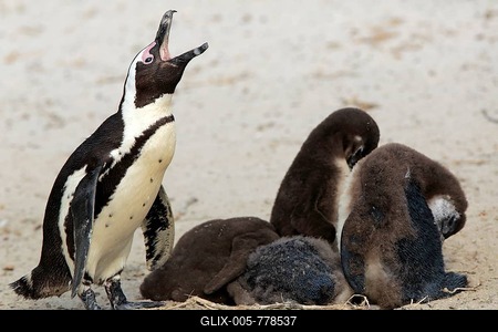 African penguin (Spheniscus demersus), adult, with juveniles, calling, group, in breeding cave, beach, on shore, Boulders Beach, Simon's Town, Western Cape, South Africa-stock-foto