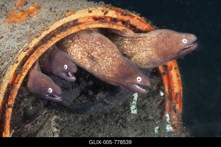 White-eyed Moray Eels (Siderea thyrsoidea) using an old tin can as habitation, Indonesia, Southeast Asia-stock-foto