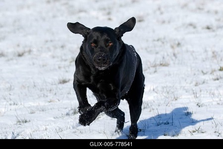 Black Labrador Retriever (Canis lupus familiaris), male dog runs in snow, Germany-stock-foto