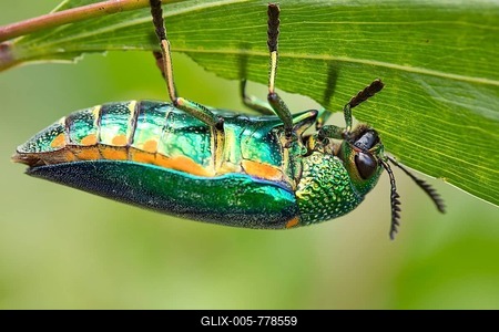 Jewel beetle (Buprestidae) feeds on a leave, Isaan, Thailand-stock-foto