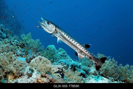 Blackfin Barracuda (Sphyraena qenie) in cleaning station with Bluestreak Cleaner Wrasse (Labroides dimidiatus), Red Sea, Egypt-stock-foto