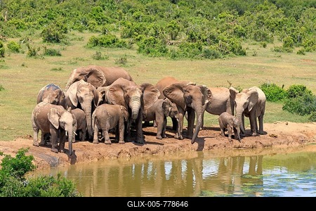 African Elephants (Loxodonta africana), herd at waterhole, Addo Elephant National Park, Eastern Cape, South Africa-stock-foto