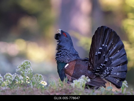 Western capercaillie (Tetrao urogallus), courtshiping in blossoming butterbur, Chiemgau Alps, Bavaria-stock-foto