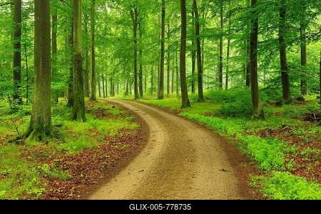 Forest road through natural beech forest in Feldberger Seenlandschaft, Mecklenburg Lake District, Mecklenburg-Western Pomerania, Germany-stock-foto