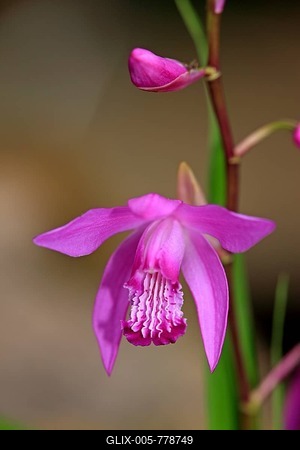 Bletilla, Hardy Orchid or Chinese Ground Orchid (Bletilla striata), flower, Germany-stock-foto
