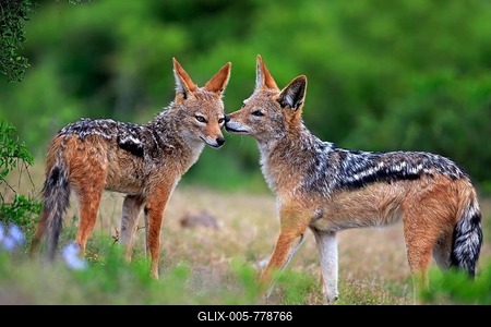 Black-backed Jackals (Canis mesomelas), adult, couple, social behavior, Addo Elephant National Park, Eastern Cape, South Africa-stock-foto