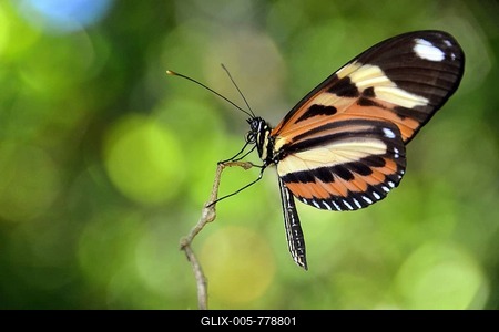 Tropical butterfly, probably Melinaea ethra, rainforest, Ilha Grande, State of Rio de Janeiro, Brazil-stock-foto