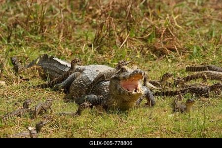 Yacare caiman (Caiman Yacare, Caiman crocodilus yacare), female with hatchlings, Pantanal, Brazil-stock-foto