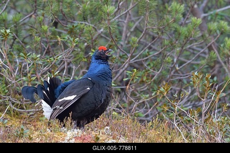 Black grouse (Lyrurus tetrix), courtshiping Black Grouse cock, calling, Tyrol, Austria-stock-foto
