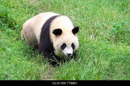 Giant Panda (Ailuropoda melanoleuca), China Conservation and Research Centre for the Giant Panda, Chengdu, Sichuan, China-stock-foto