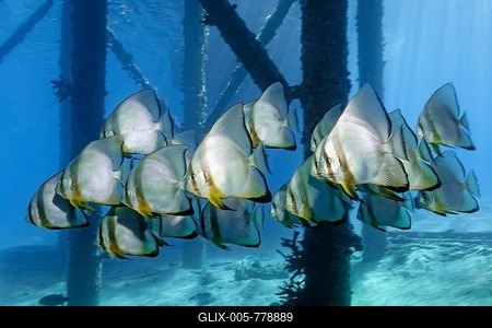 School of Teira Batfish (Platax teira) under jetty, Makadi Bay, Red Sea, Hurghada, Egypt-stock-foto