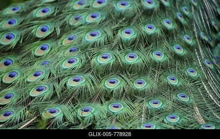 Indian Peafowl or Blue Peafowl (Pavo cristatus), male, detail of peacock feathers-stock-foto