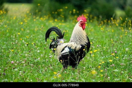 Rooster on a flower meadow, poultry, breed Dorking, Schwaiganger, Ohlstadt, Oberbayern, Germany-stock-foto