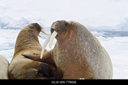 Walruses (Odobenus rosmarus), male and female on an ice floe, Spitsbergen, Norway, Europe-stock-foto