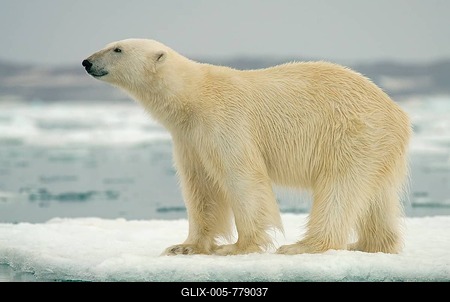 Polar bear (Ursus maritimus) standing on ice floe, Svalbard, Norwegian Arctic, Norway-stock-foto