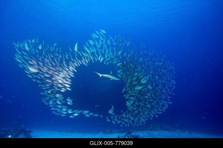 Grey Reef Shark (Carcharhinus amblyrhynchos) hunting a shoal of Oxeye Scads (Selar boops), Palau, Micronesia-stock-foto
