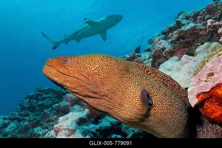 Giant moray (Gymnothorax javanicus) peeps out of hole in coral reef, behind Blacktip reef shark (Carcharhinus melanopterus), Pacific Ocean, Moorea, Windward Islands, French Polynesia-stock-foto