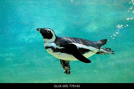 African penguin (Spheniscus demersus), adult, in water, swimming, captive, South Africa-stock-foto