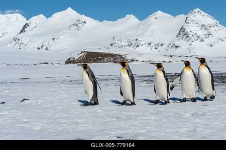 Group of King Penguins (Aptenodytes patagonicus) walking on snow covered Salisbury Plain, South Georgia Island, Antarctic-stock-foto