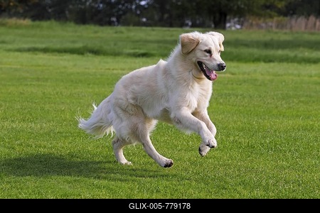 Female Golden Retriever (Canis lupus familiaris), two-year old dog, running-stock-foto