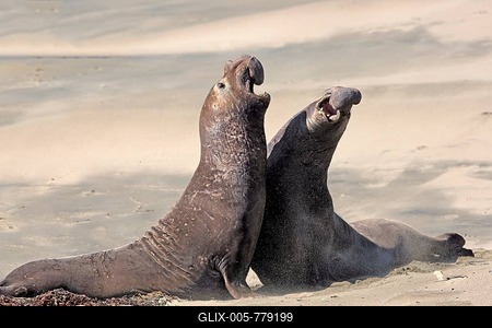 Northern Elephant Seals (Mirounga angustirostris), adult two males fighting on the beach, threatening, Piedras Blancas Rookery, San Simeon, San Luis Obispo County, California, USA-stock-foto