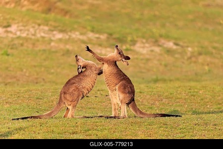 Eastern grey kangaroo (Macropus giganteus), adult, male, two, fighting, on grassland, Maloney Beach, New South Wales, Australia-stock-foto