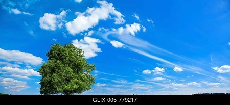 Solitaire tree, large linden tree (Tilia) on green meadow, blue sky with fair weather clouds, Harz foreland, Saxony-Anhalt, Germany-stock-foto